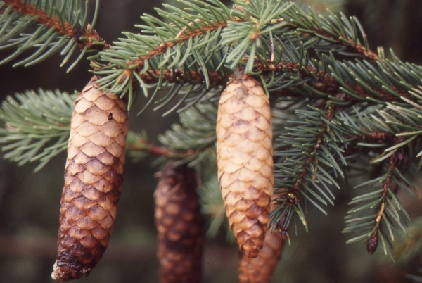 Picea abies (L.) H.Karst. subsp. abies