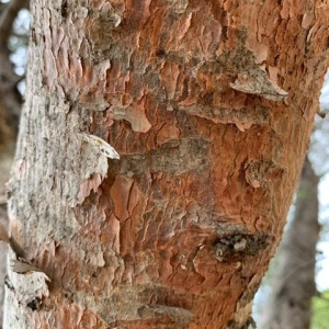 Ecorce pin sylvestre