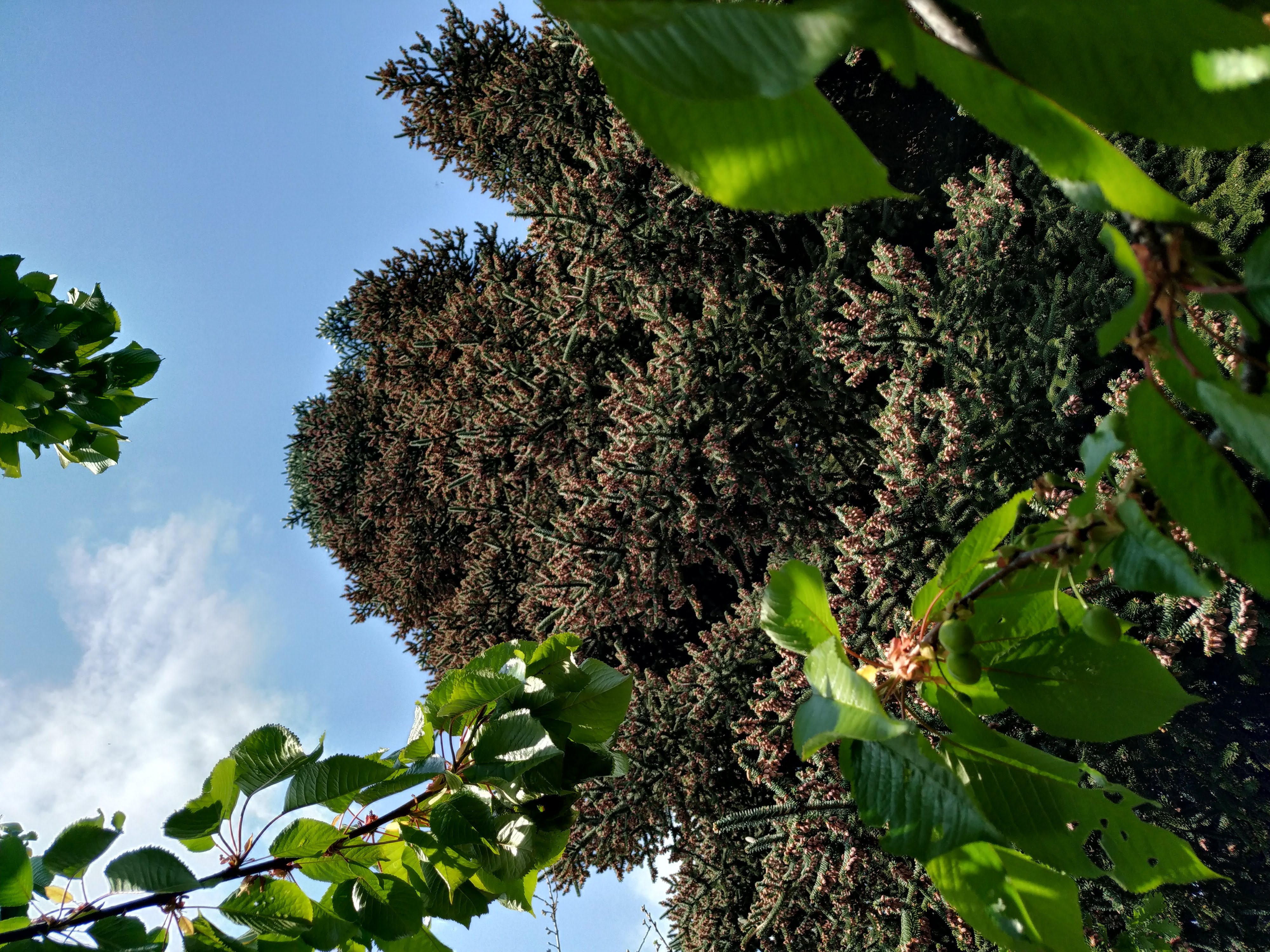 Abies pinsapo du jardin