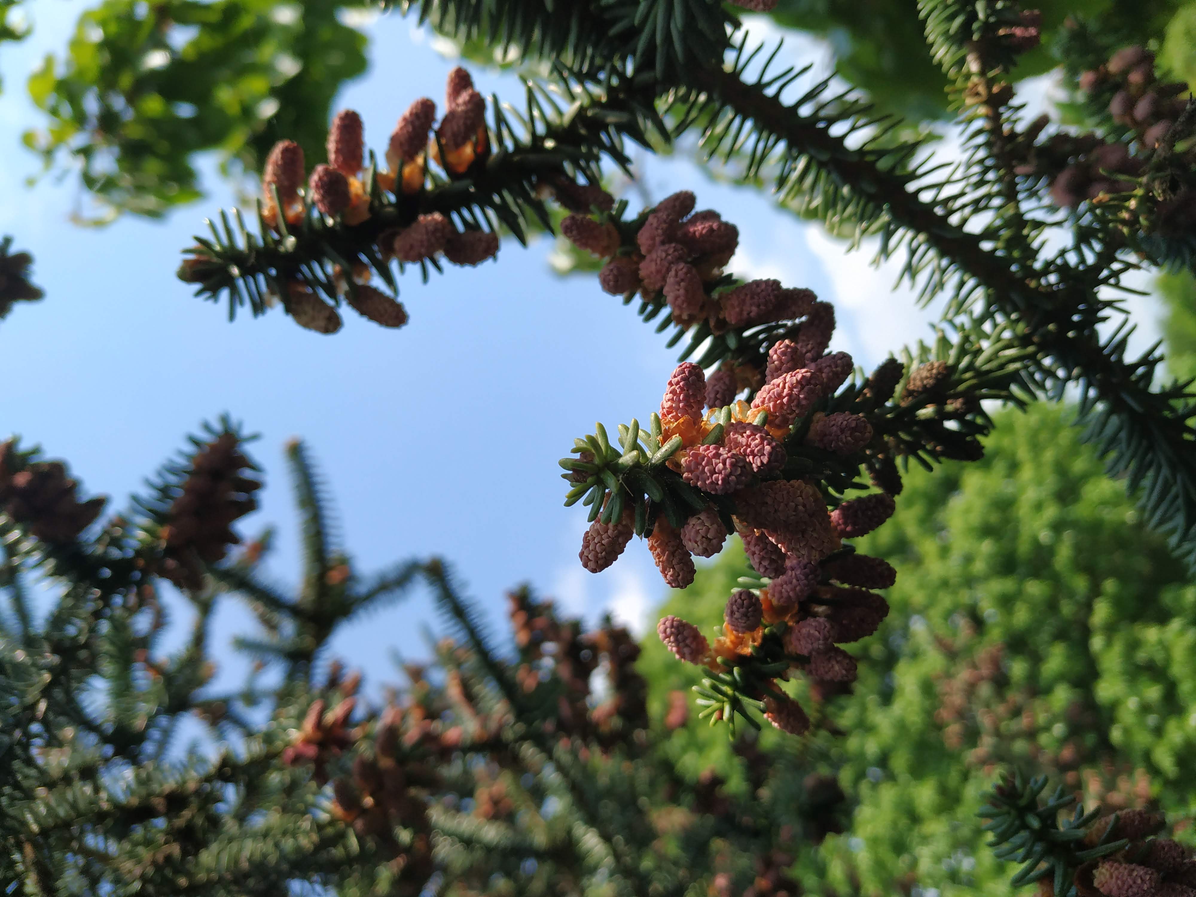 Des cônes d'Abies pinsapo