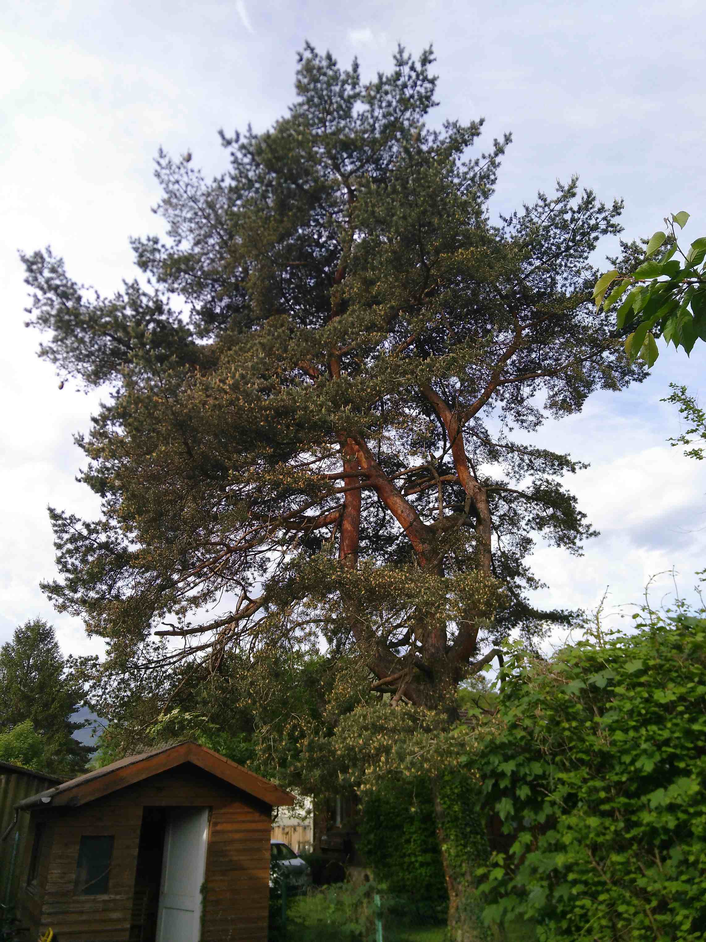 Pinus sylvestris de jardin