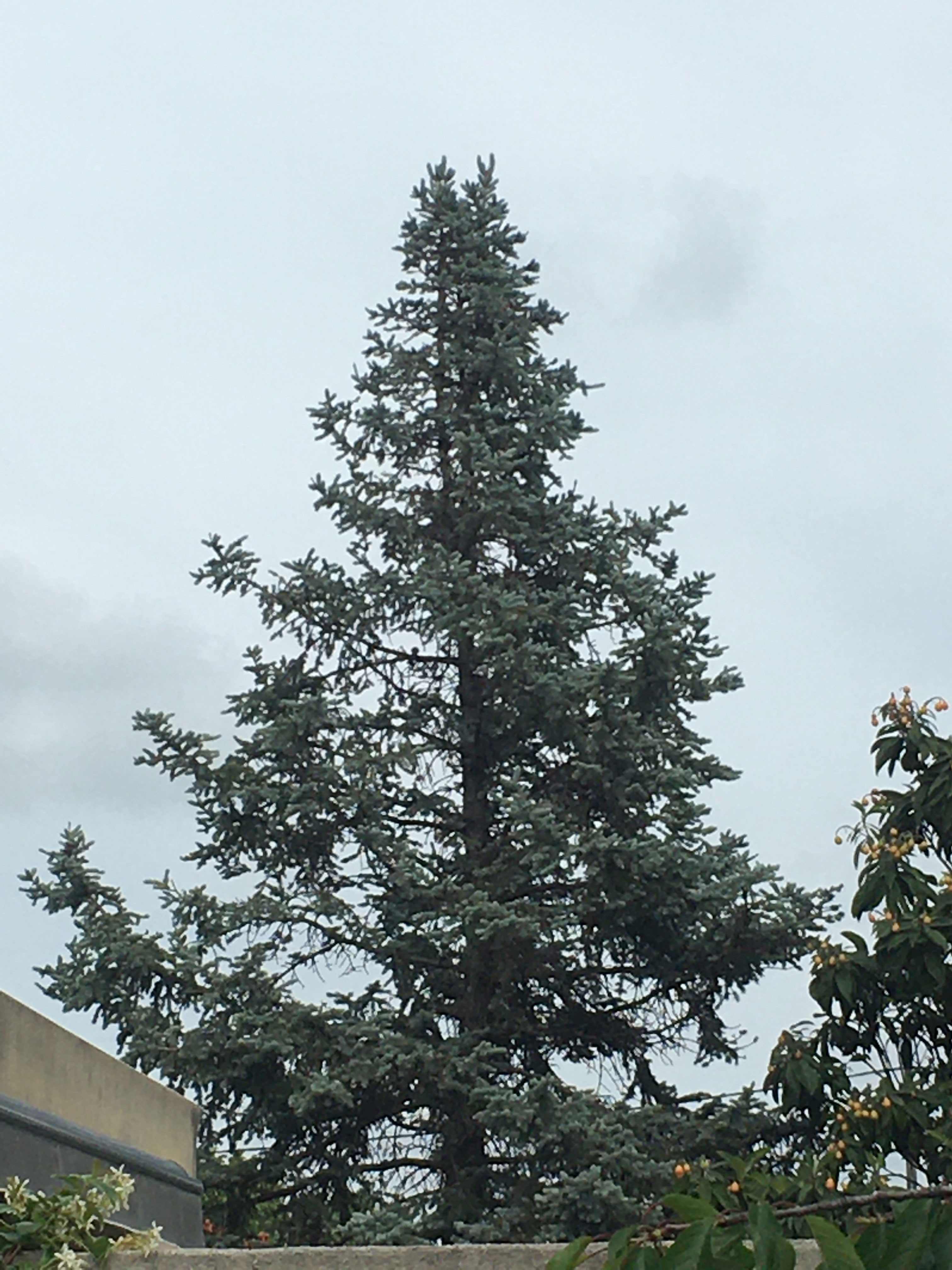 le sapine de ma voisine