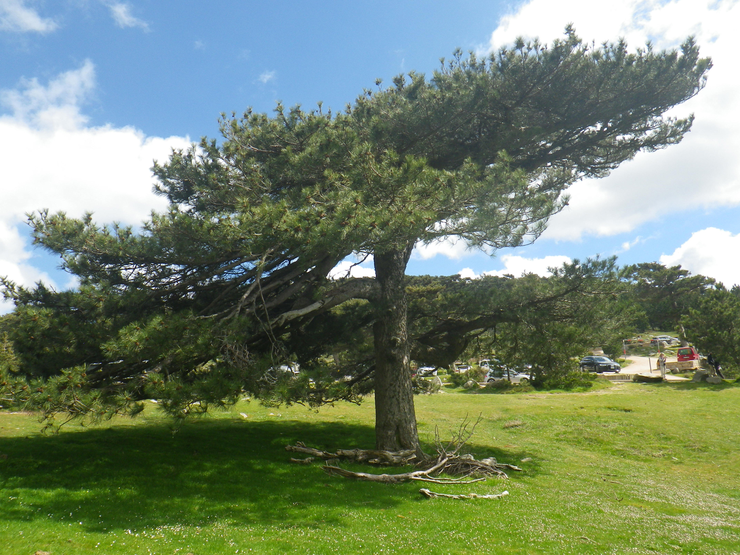Pinus nigra subsp. laricio Maire