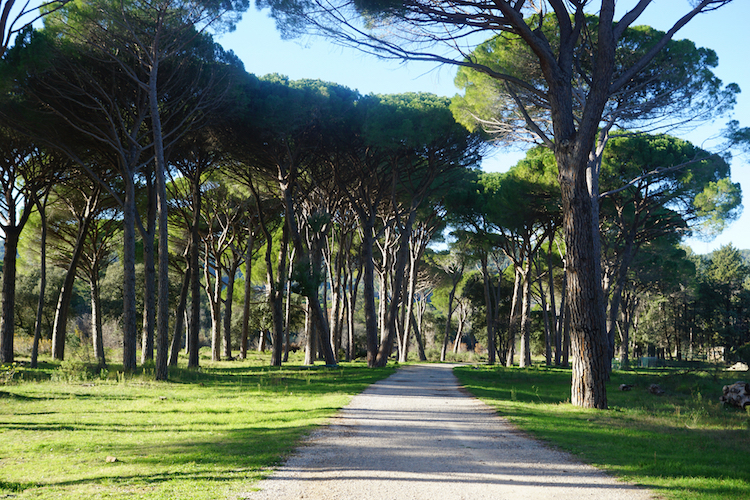 pinus pinea source: pictoflore