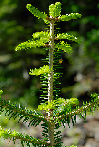 Cime de jeune sapin au printemps