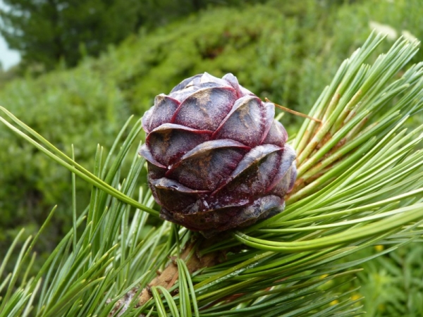 cône de pinus cembra
