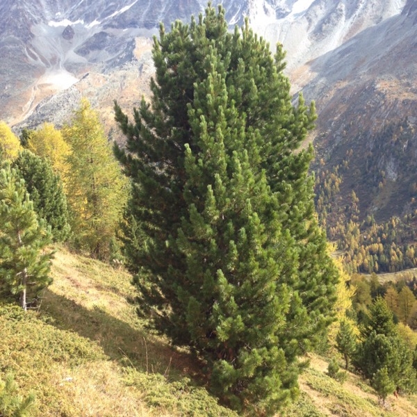 Pinus cembra vu en entier