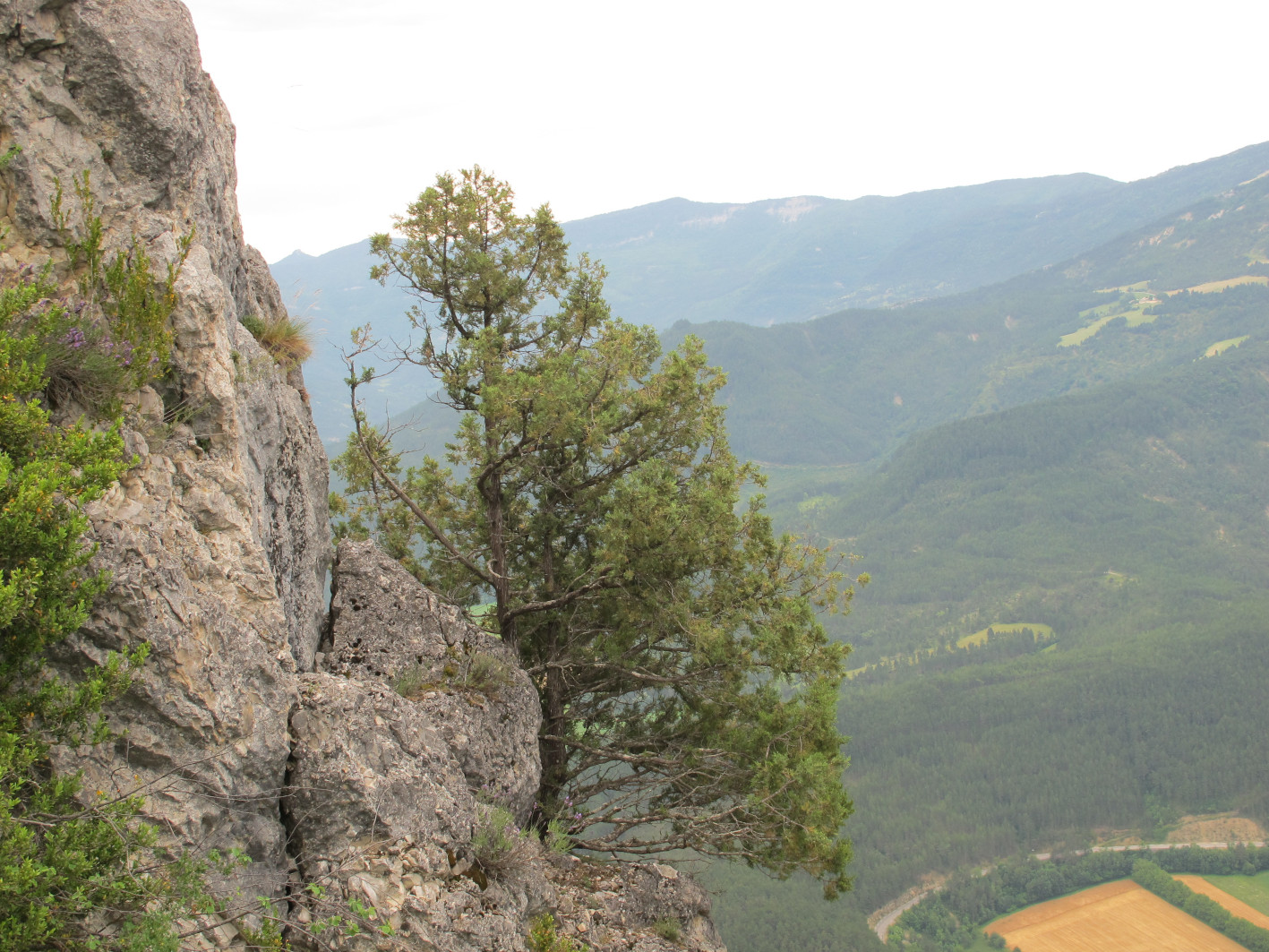 un genevrier, de profil,  poussant bravement dans une fente de rocher en pleine falaise, avec un vallée en arrière plan.
