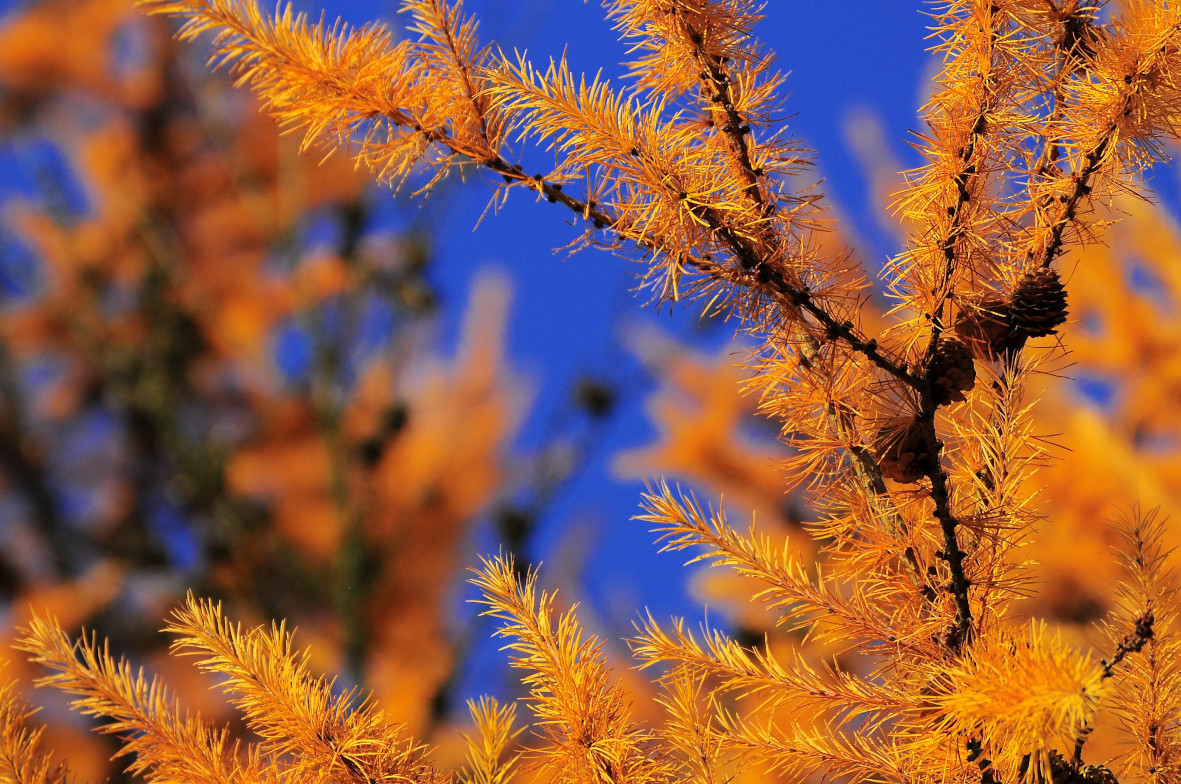 Rameau de Mélèze dans ses couleurs de feu sur fond de ciel bleu profond. Quelques cônes sombres pour réausser le tout.