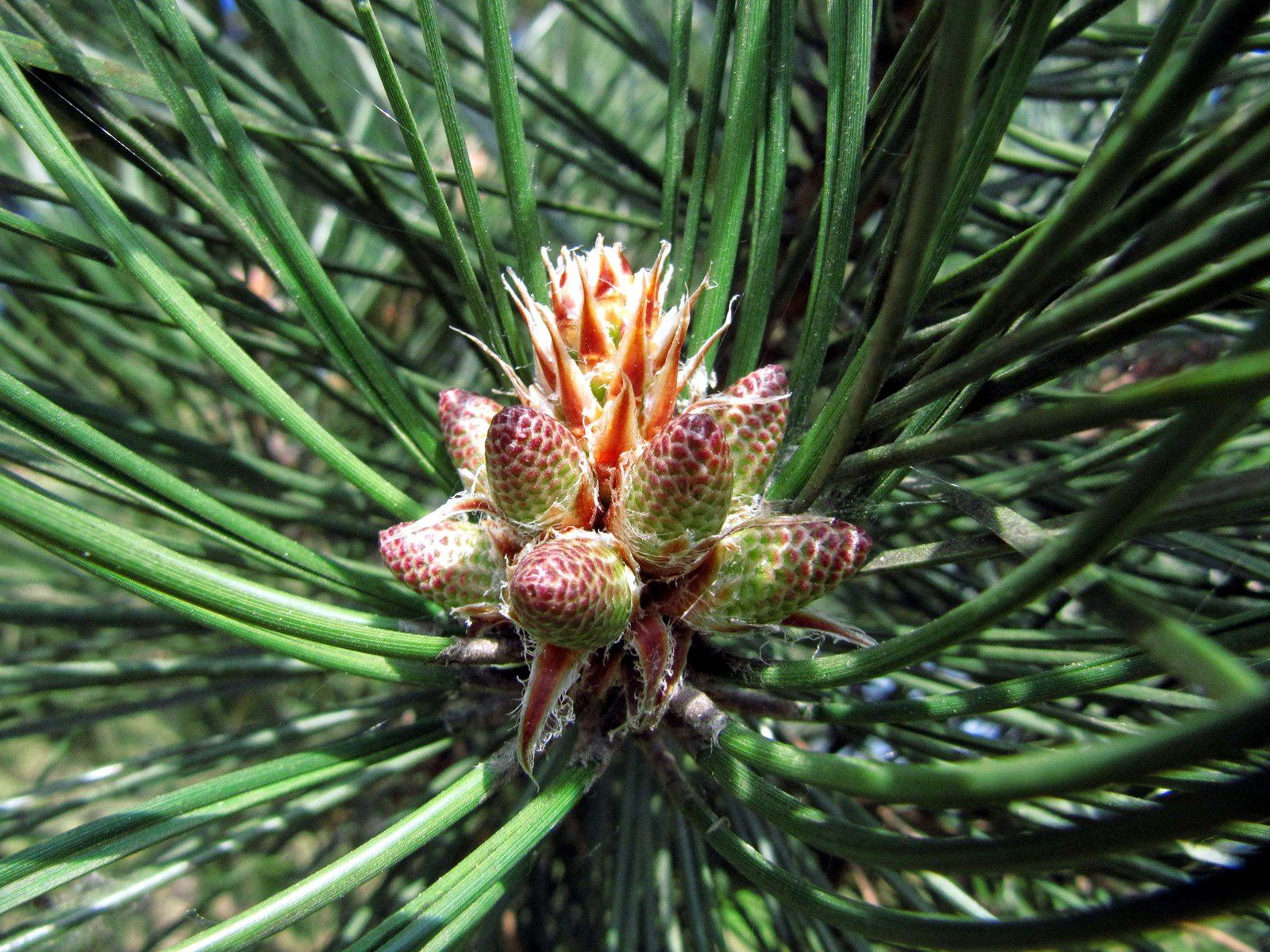 Pinus nigra - pin noir d'Autriche - fleurs mâles