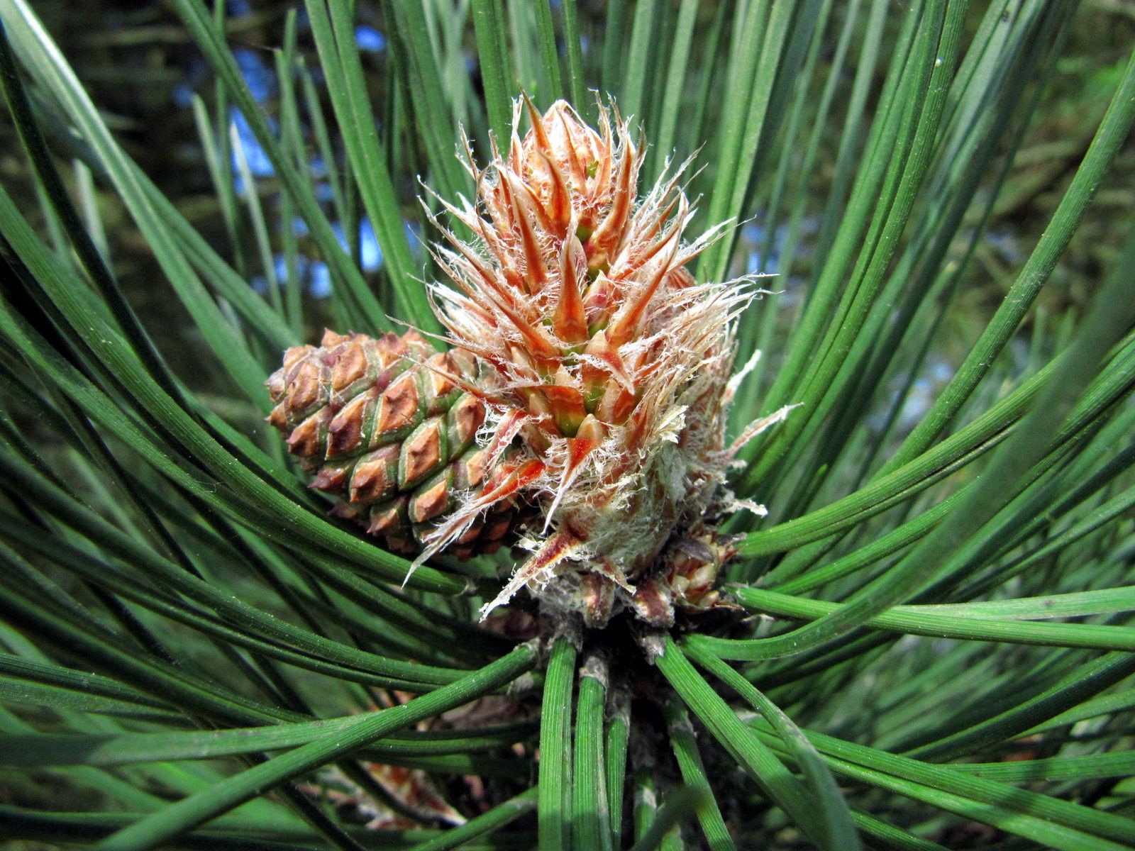 Pinus nigra - pin noir d'Autriche - fleurs femelles