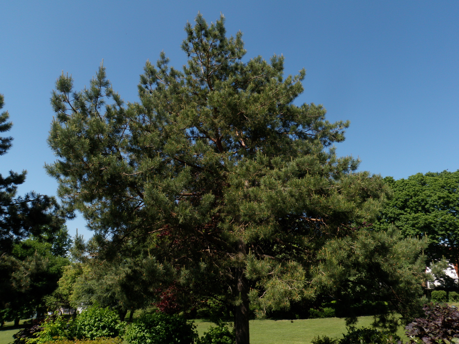 Pinus sylvestris L.