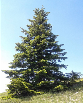 Sapin de croix