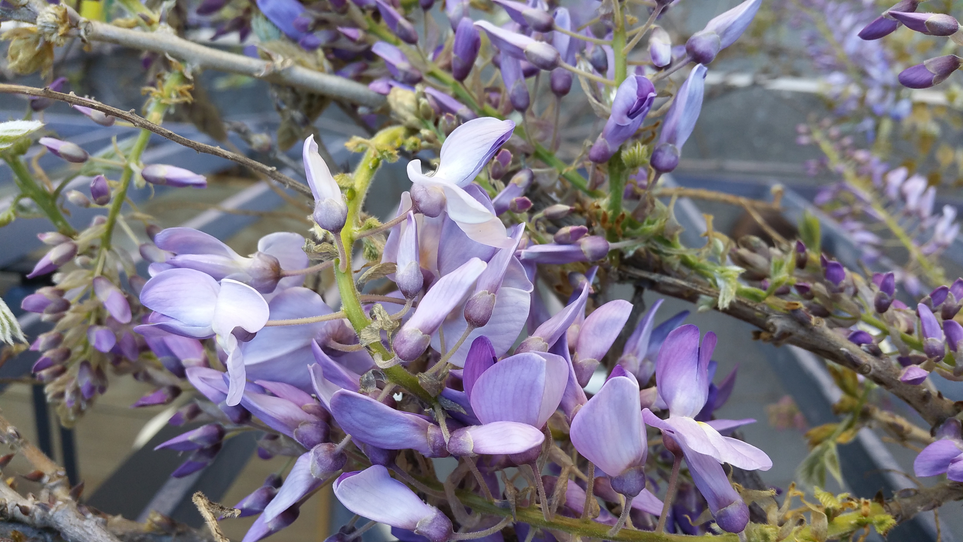 Annexe 20200405_174921.jpg