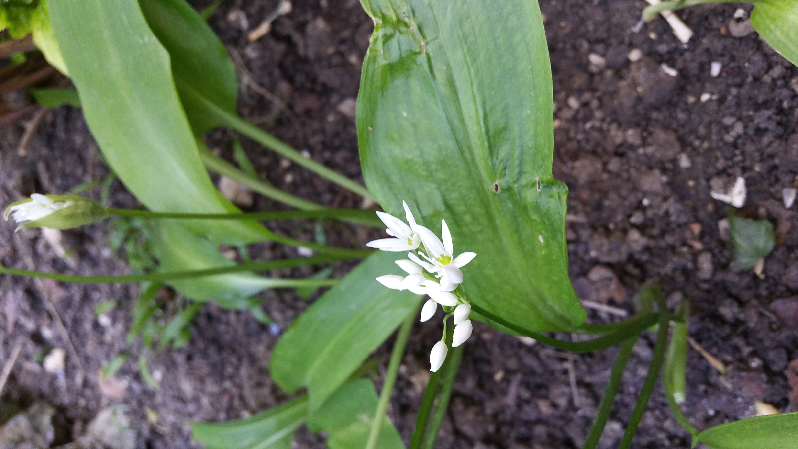 Annexe 20200407_183440.jpg