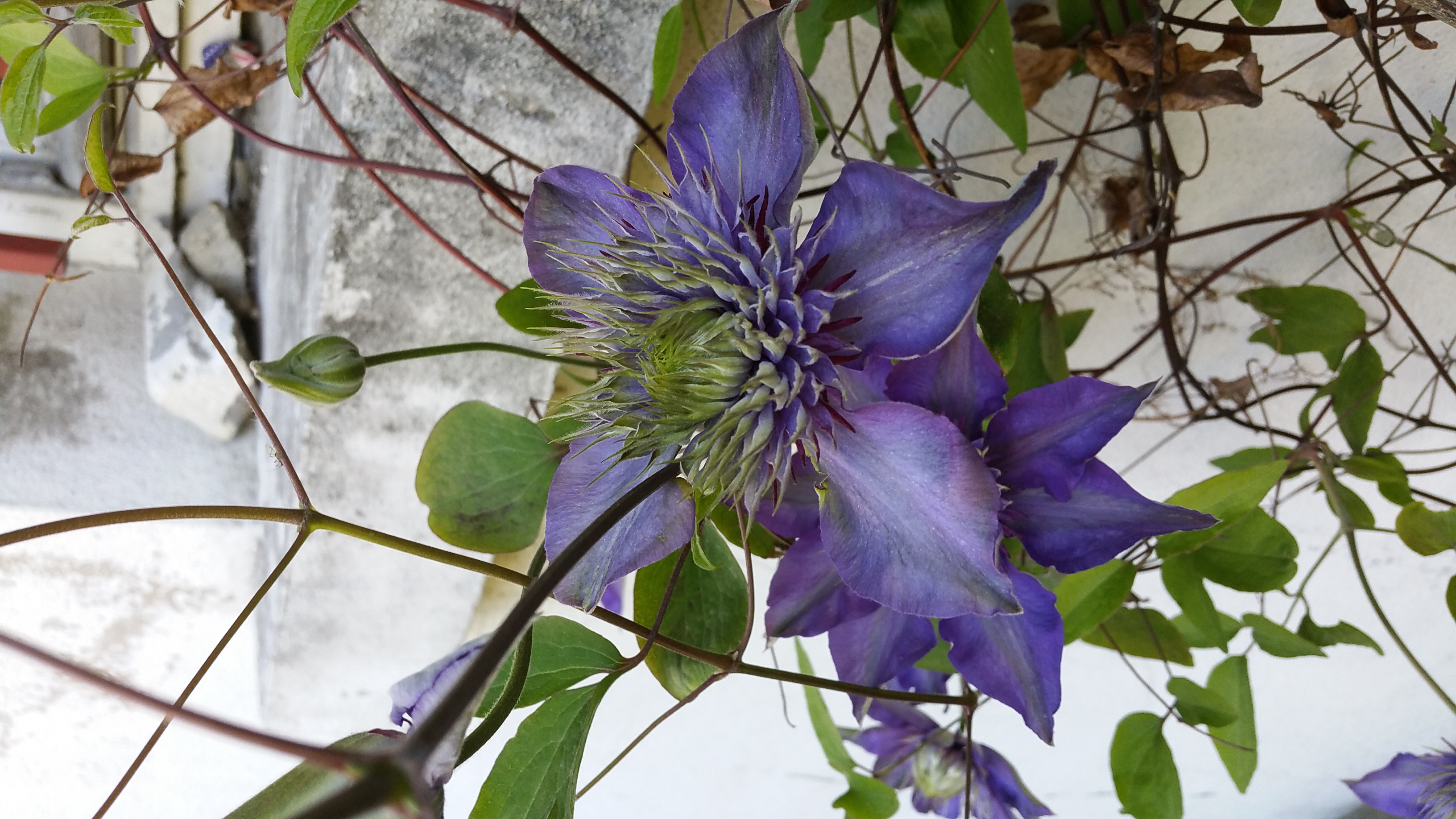 Annexe 20200418_115540.jpg