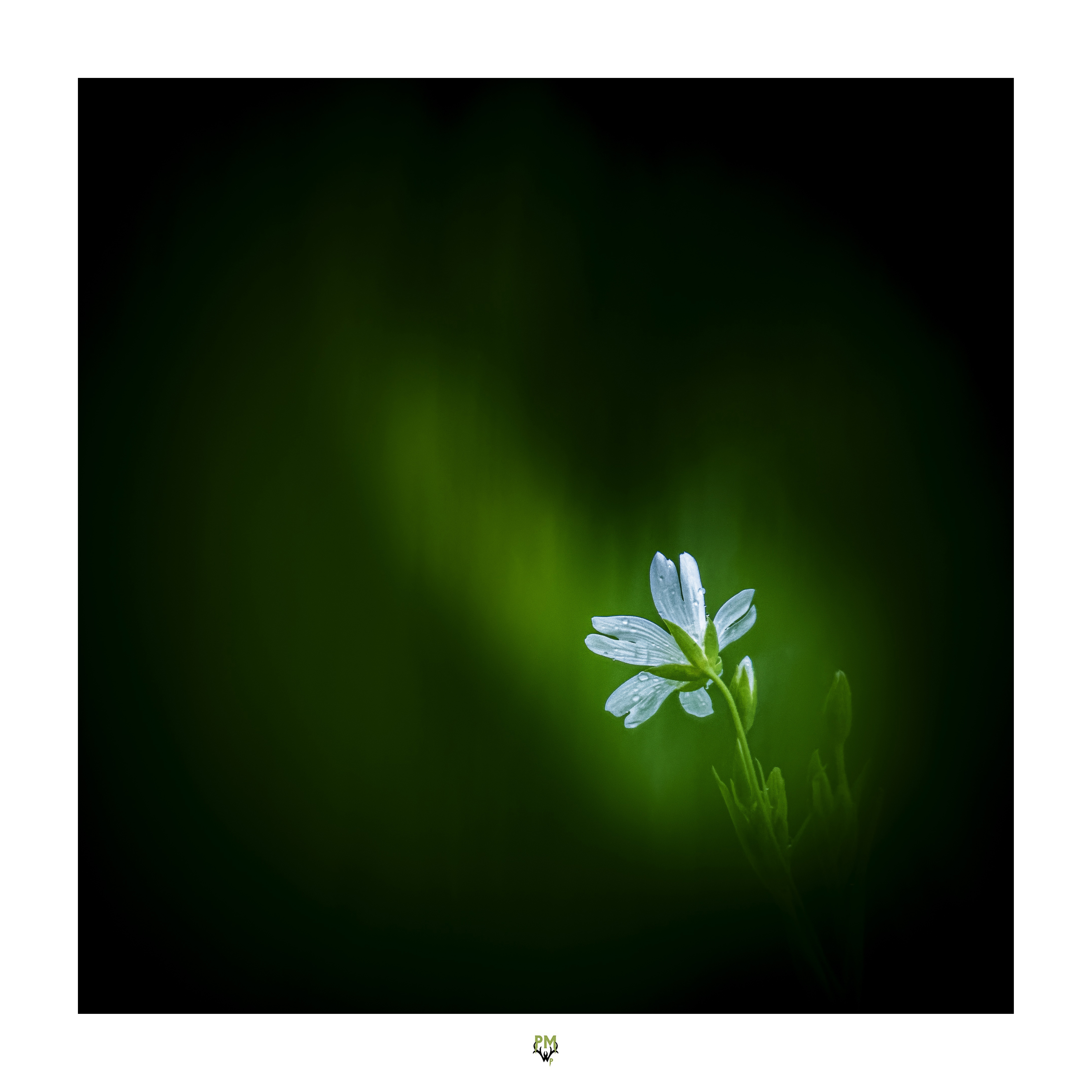 Annexe Stellaire holostée.jpg