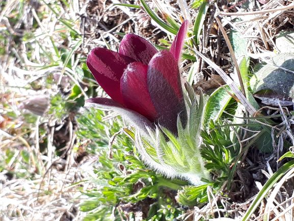 Annexe pulsatille.jpg