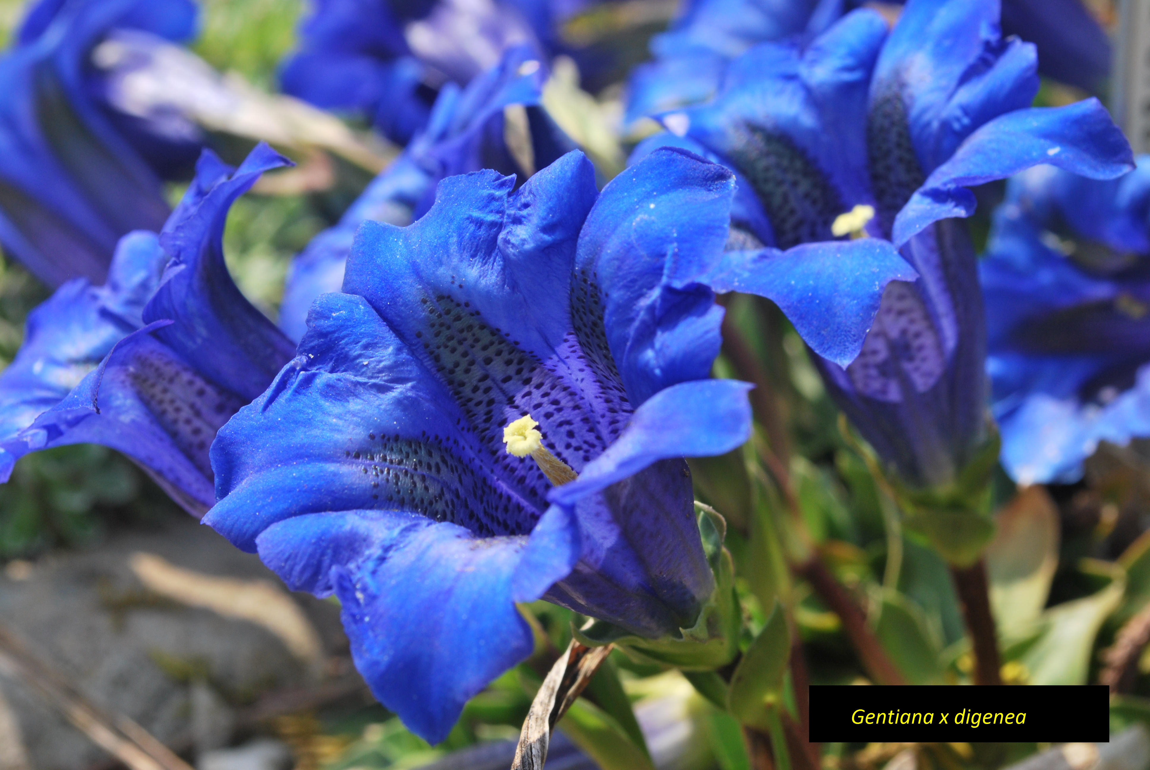 Annexe DSC_147_fc.jpg