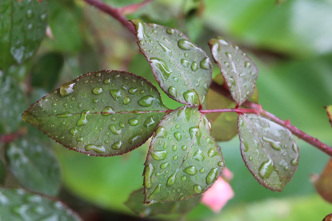 Annexe mini_IMG_6353.JPG