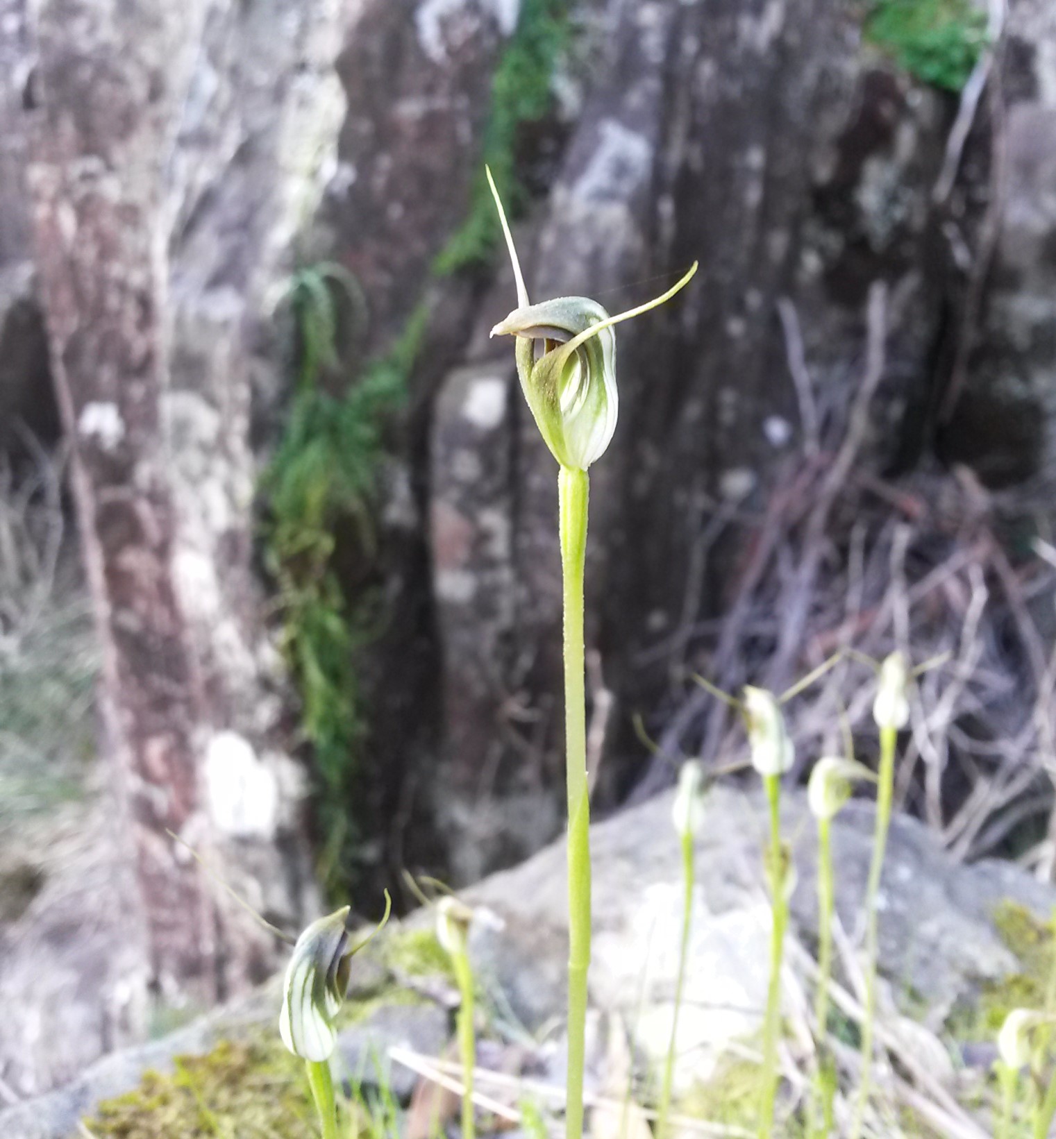 Annexe Pterostylis sp..jpg