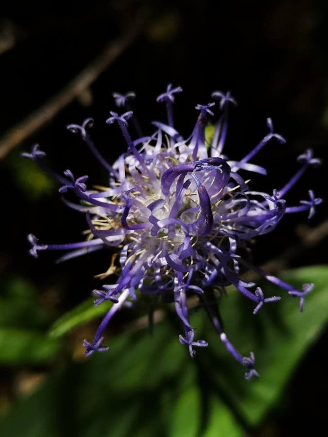 Annexe 94419799_564623657505893_1069186920988278784_n.jpg