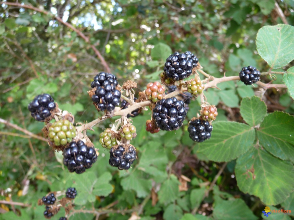 Annexe mures-de-ronces-visoflora-38740.jpg