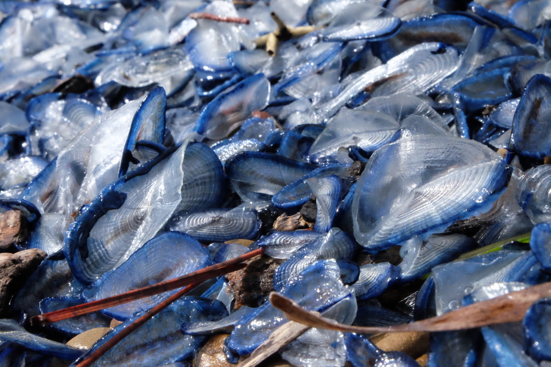 Annexe 26DBEF79-5300-4D67-A63A-E86B4DE3EB19_1_105_c.jpeg