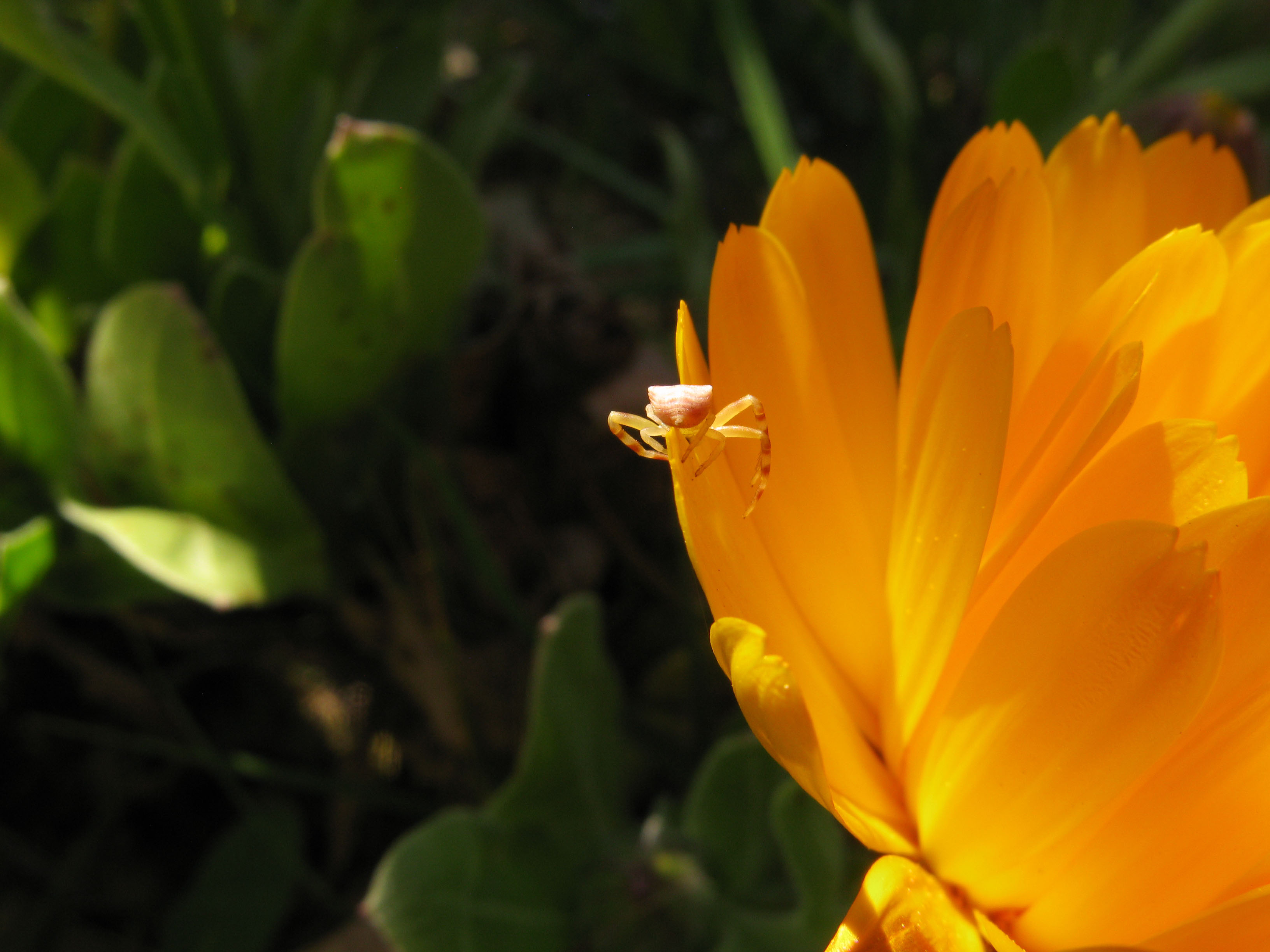 Annexe 2020-04-04_0015.JPG