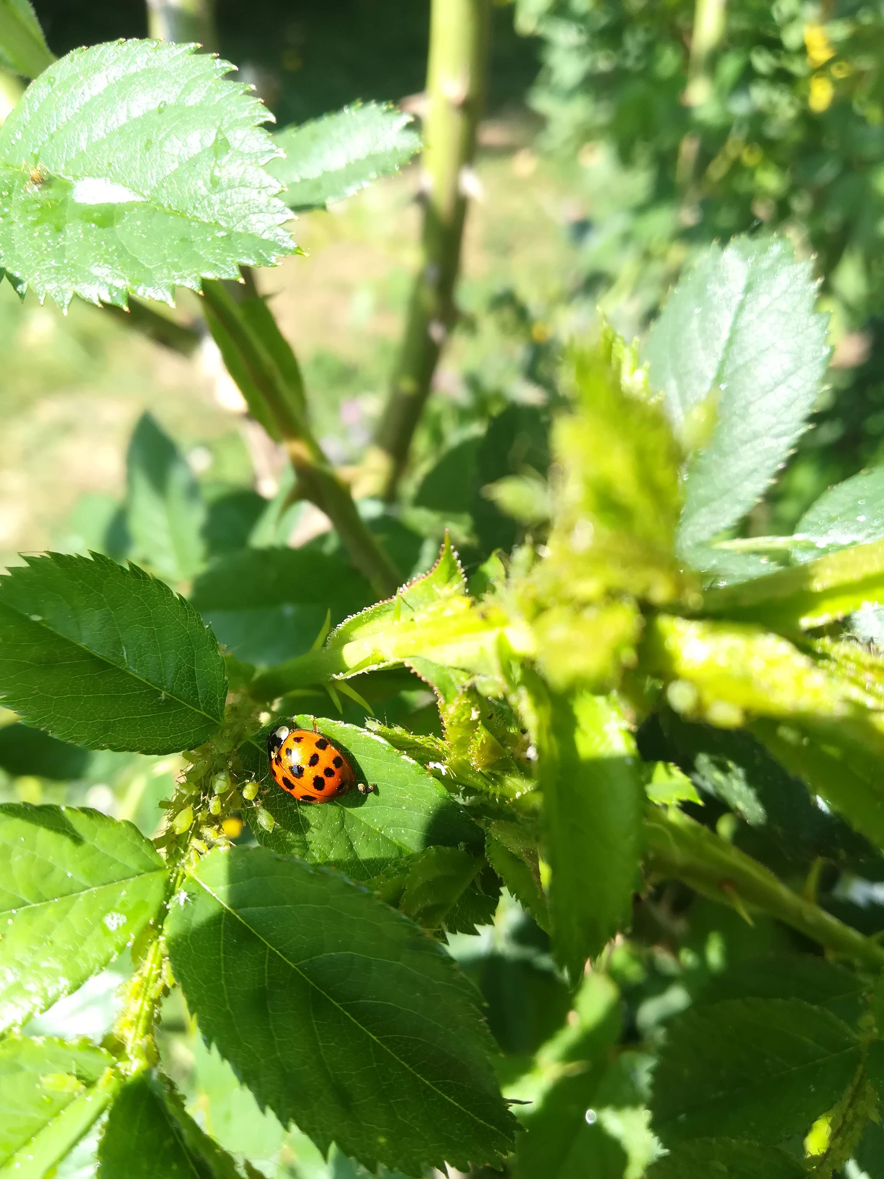 Annexe IMG_20200418_112720.jpg