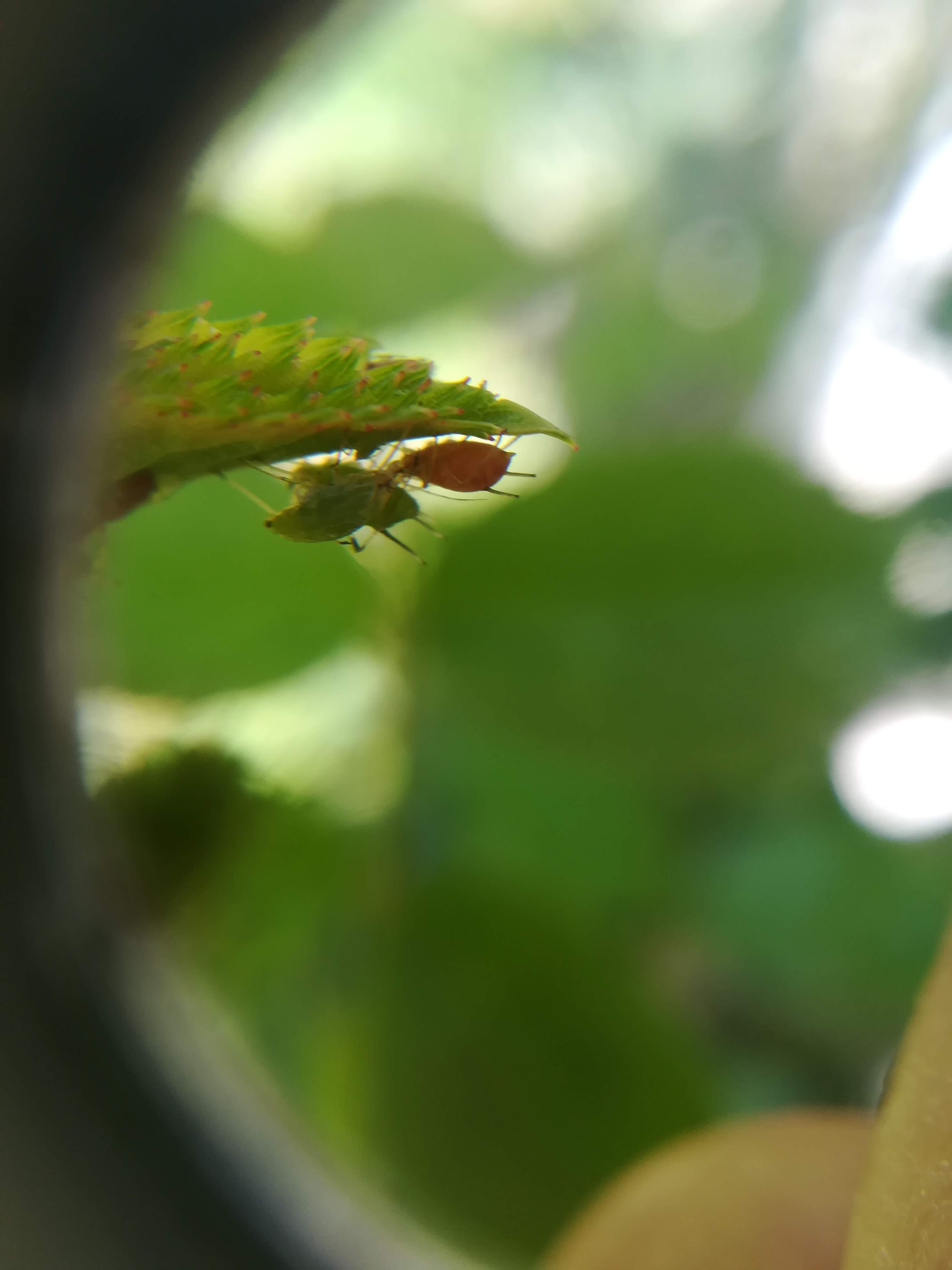 Annexe IMG_20200418_121527.jpg