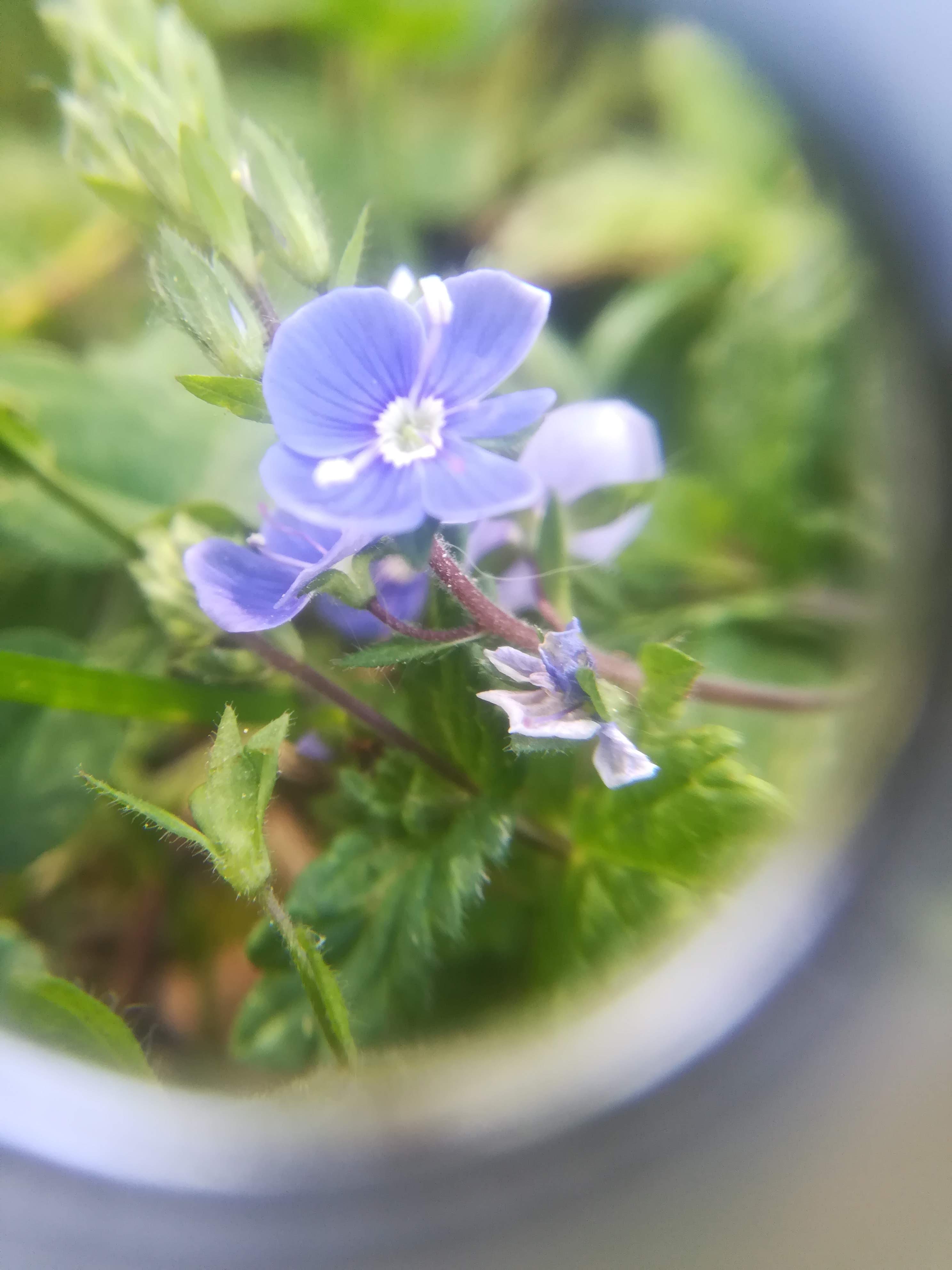 Annexe IMG_20200418_122722.jpg