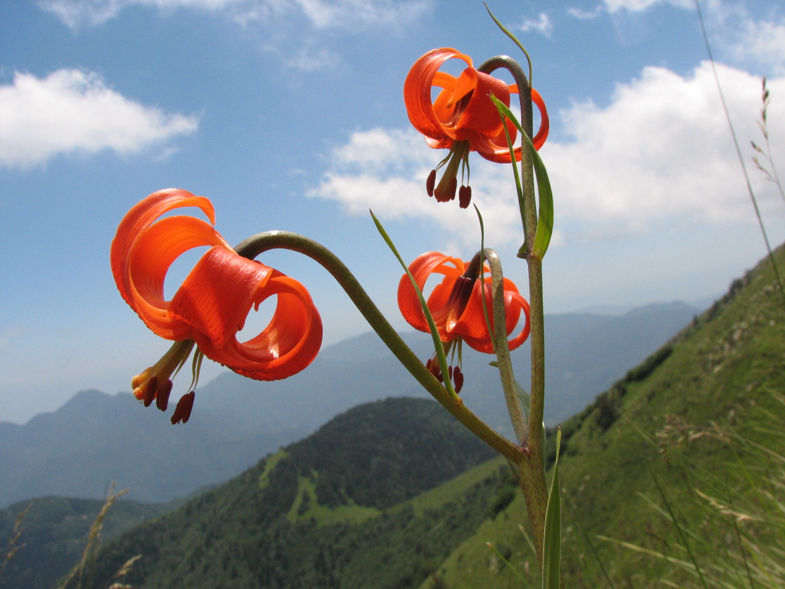 Annexe 2007-06-20-25_hte-Roya28.jpg