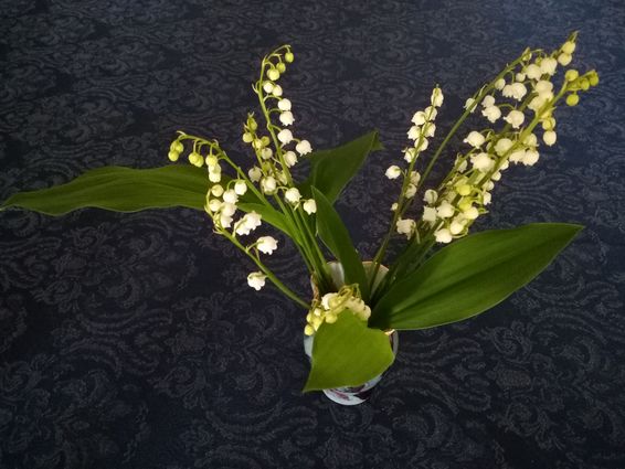 Annexe IMG_20200414_090252Pt.jpg