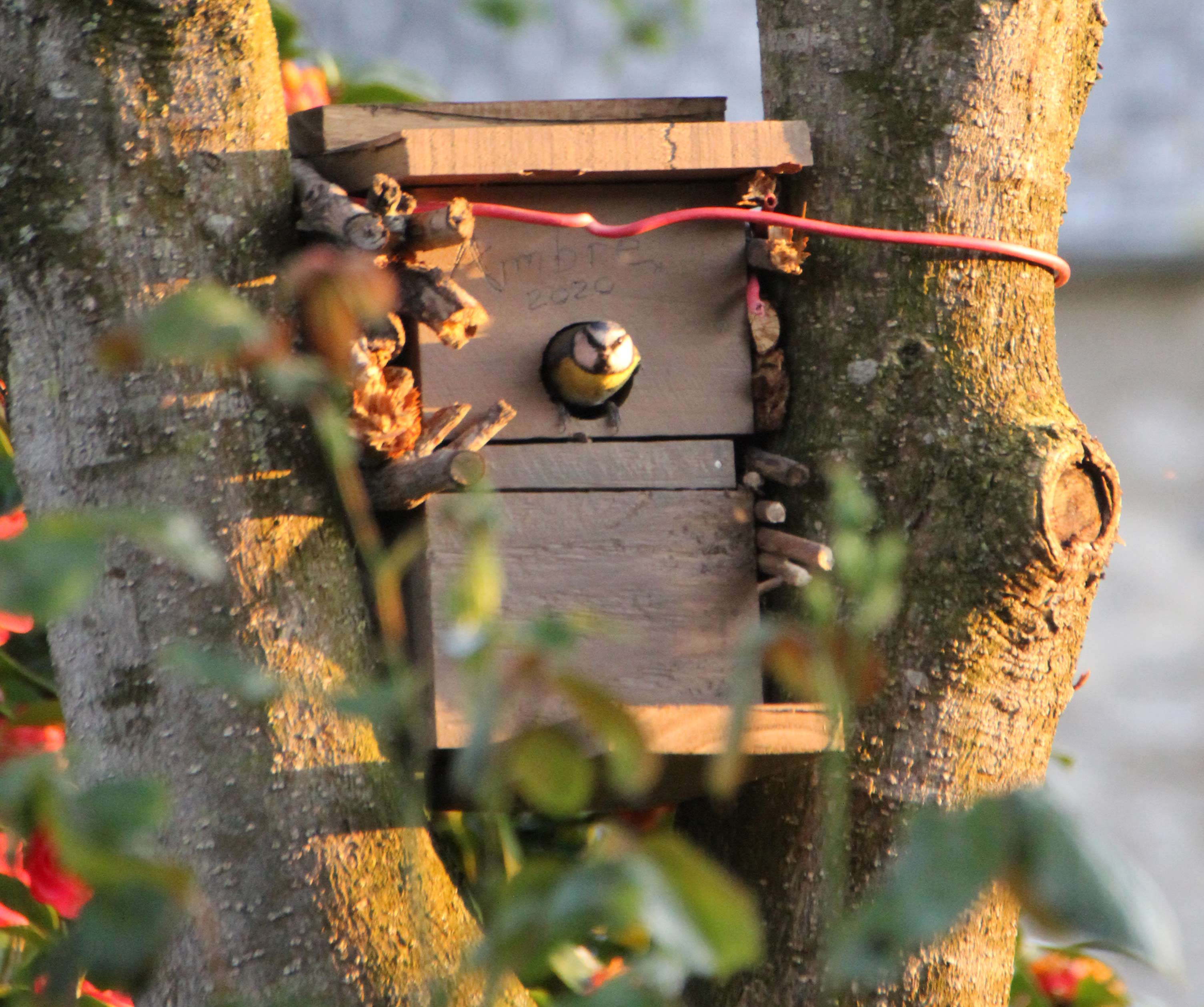 Annexe mesange2020.jpg