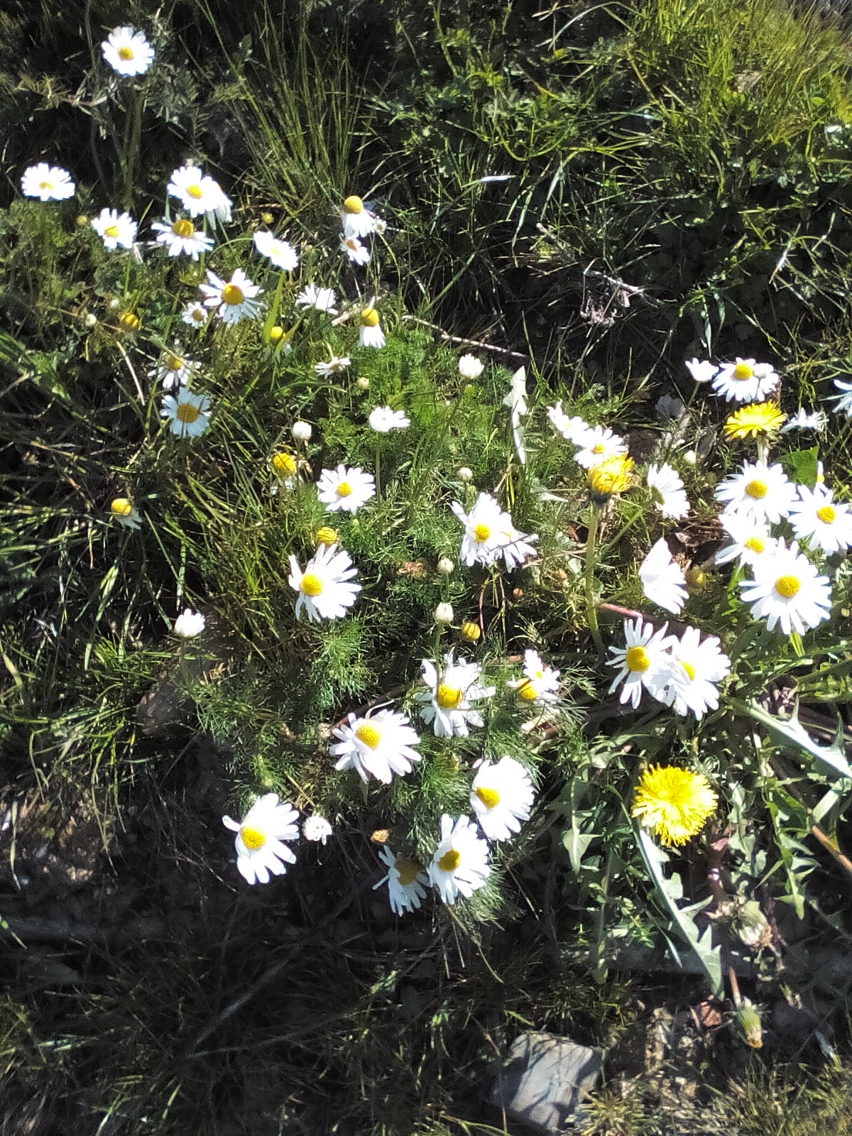 Annexe IMG_20200420_155025.jpg