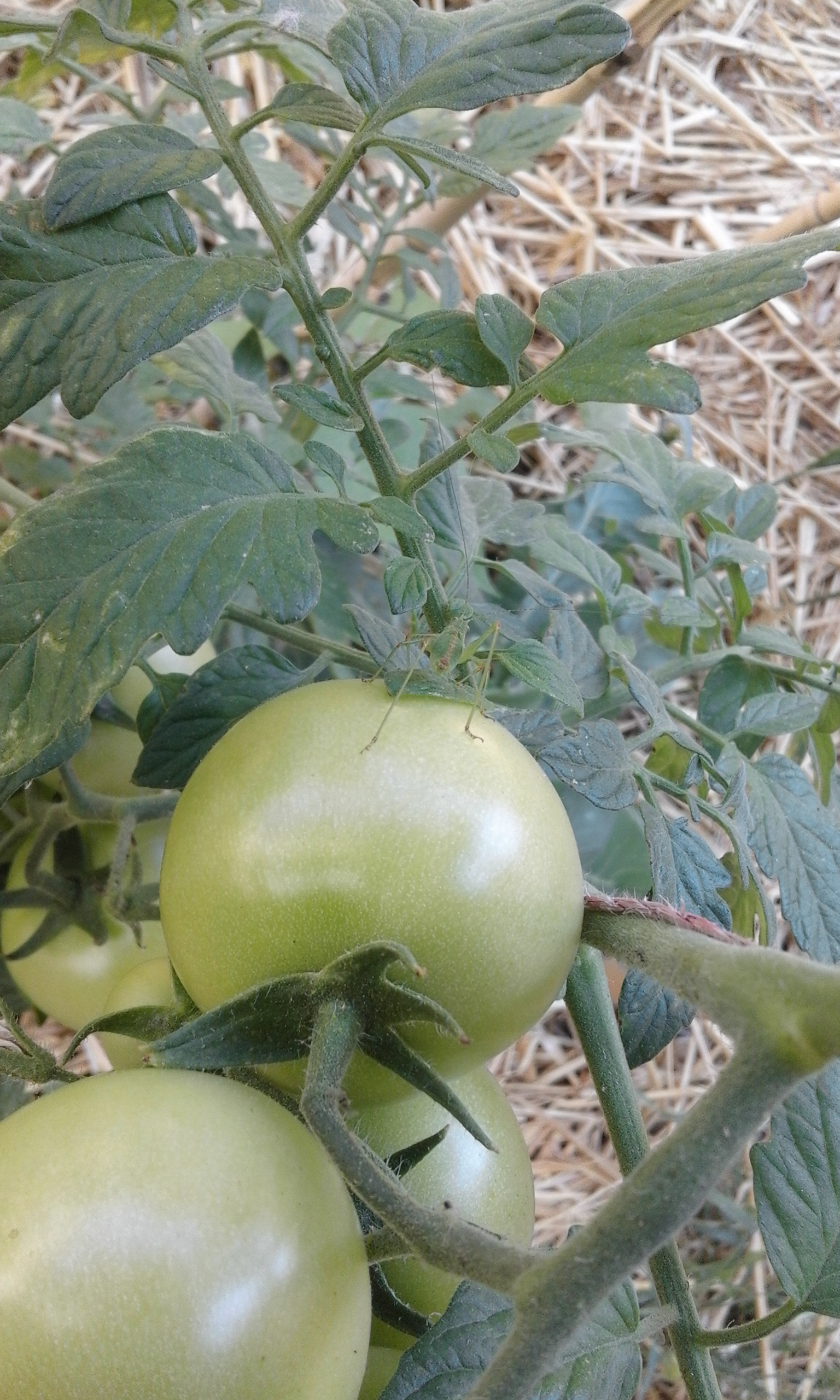 Annexe 20190715_173152.jpg