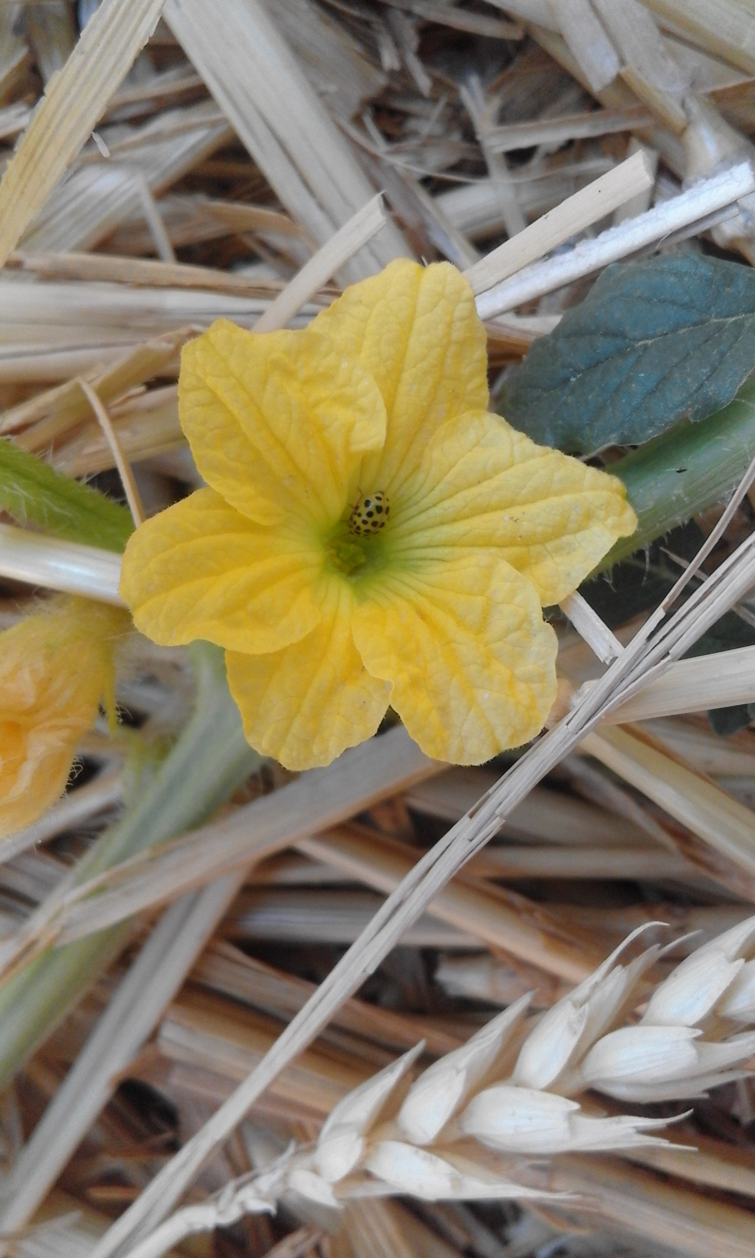 Annexe 20190715_173618.jpg