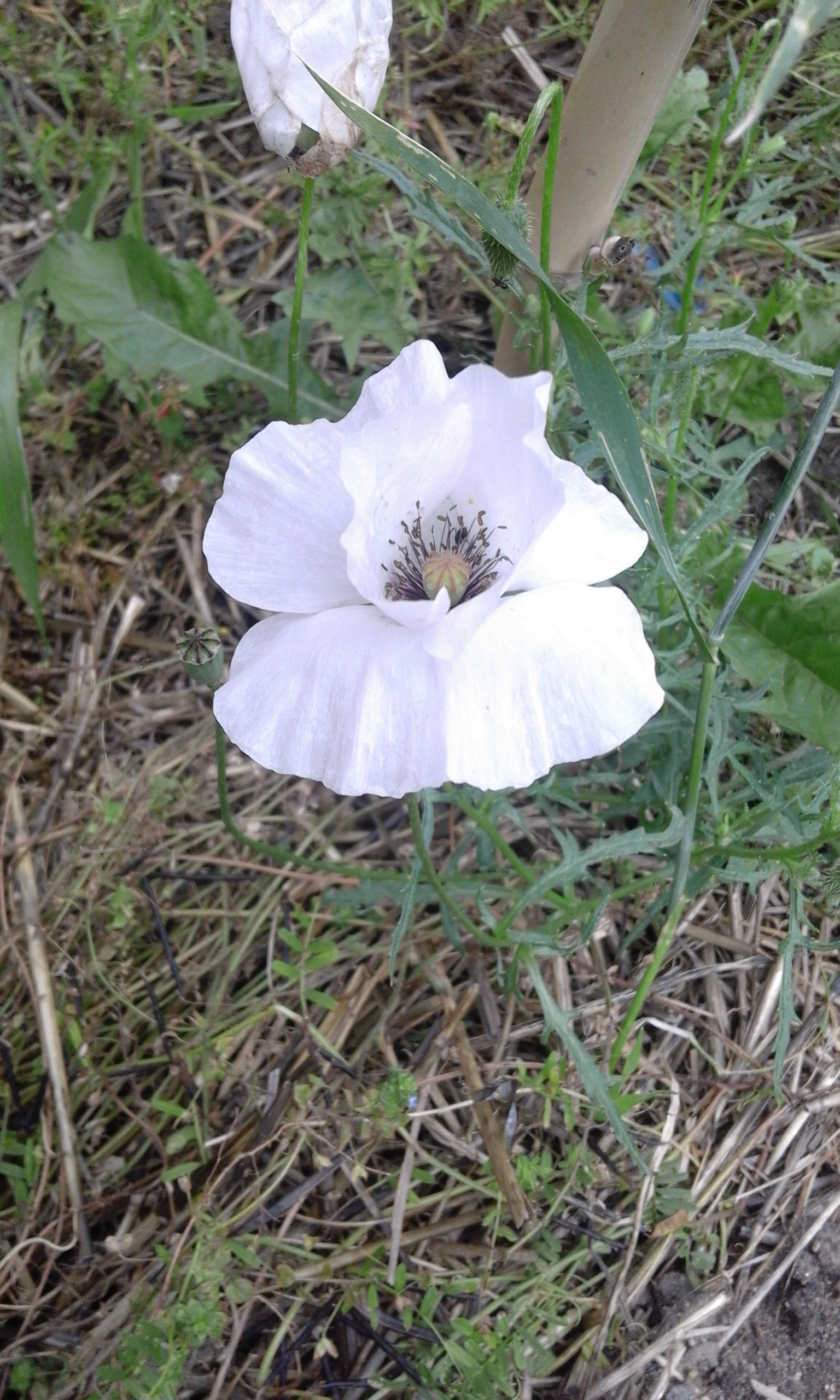 Annexe Picture 043.jpg