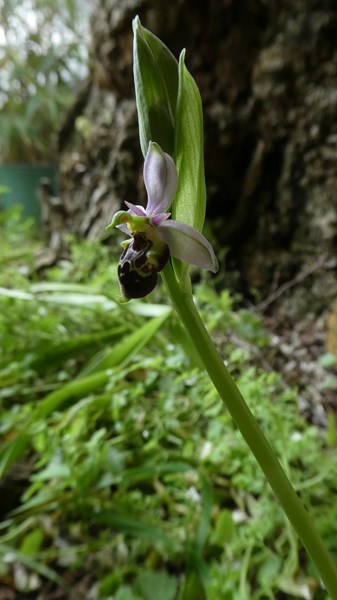 Annexe P1100442a.JPG