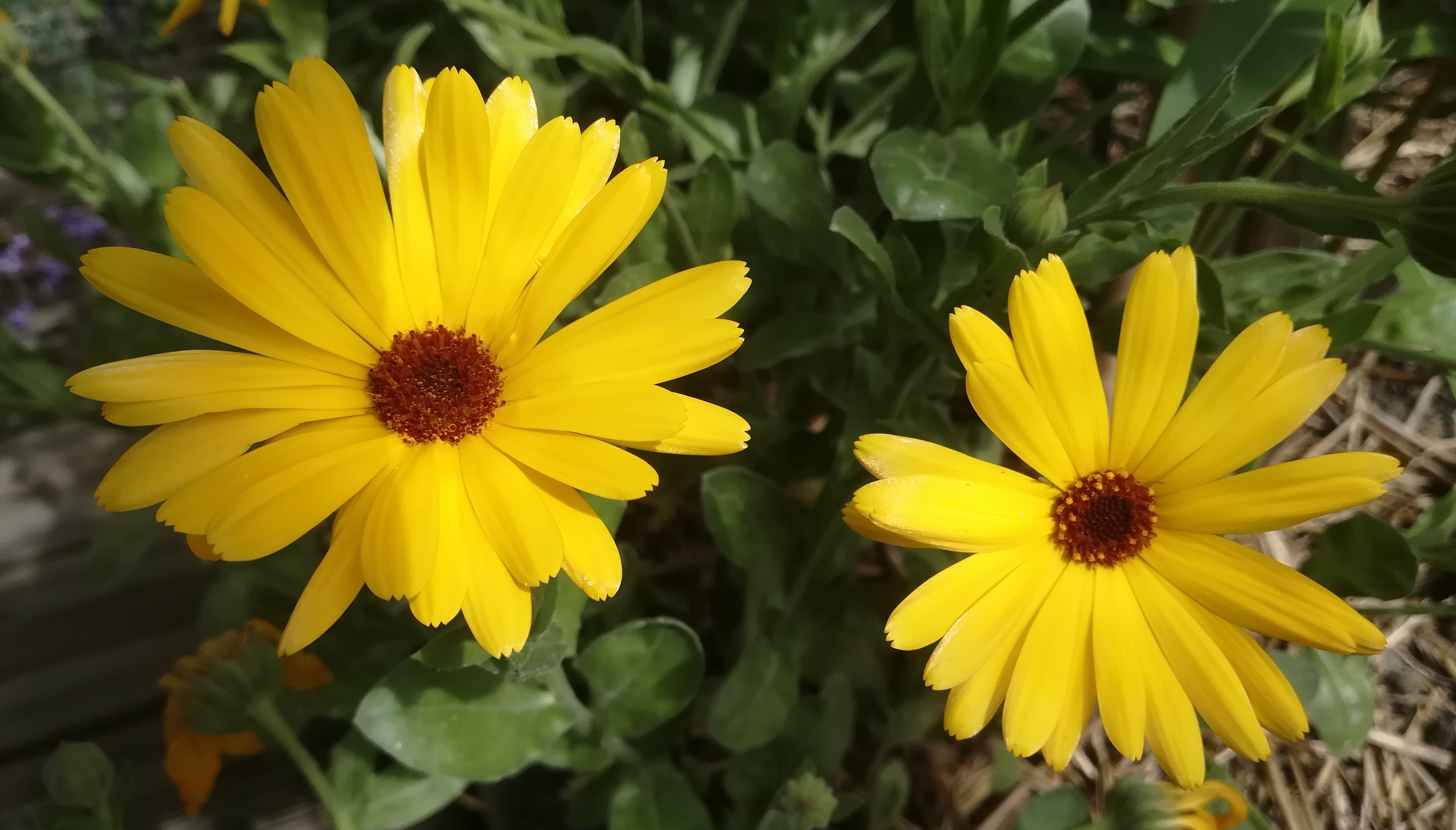 Annexe IMG_20200503_160222 (2).jpg