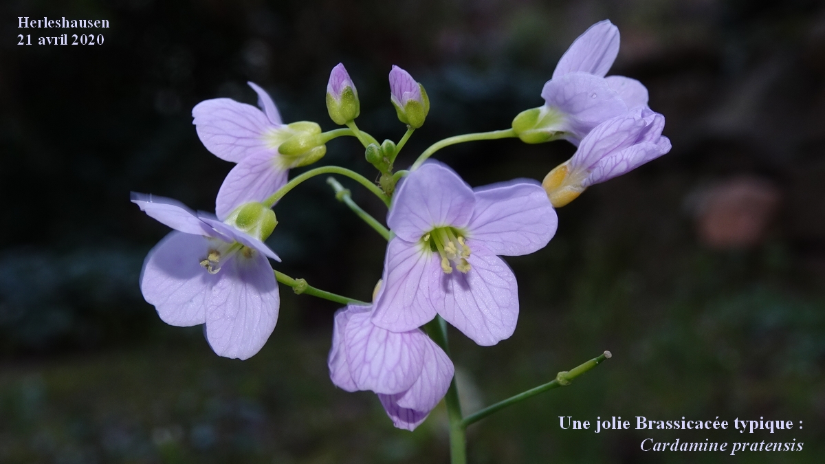 Annexe Cardamine-des-prés-JLP.jpg