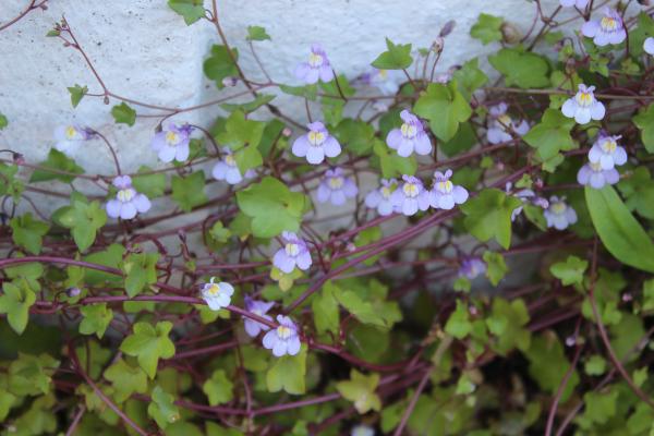 Annexe Cymbalaria muralis.JPG