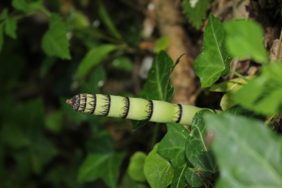 Annexe Equisetum arvense.JPG