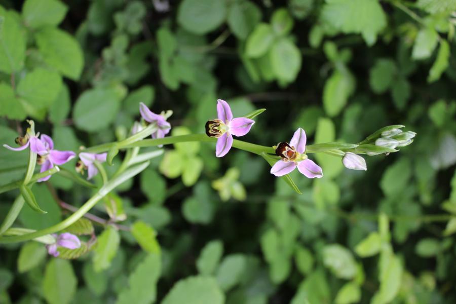 Annexe Ophrys apifera 1.JPG