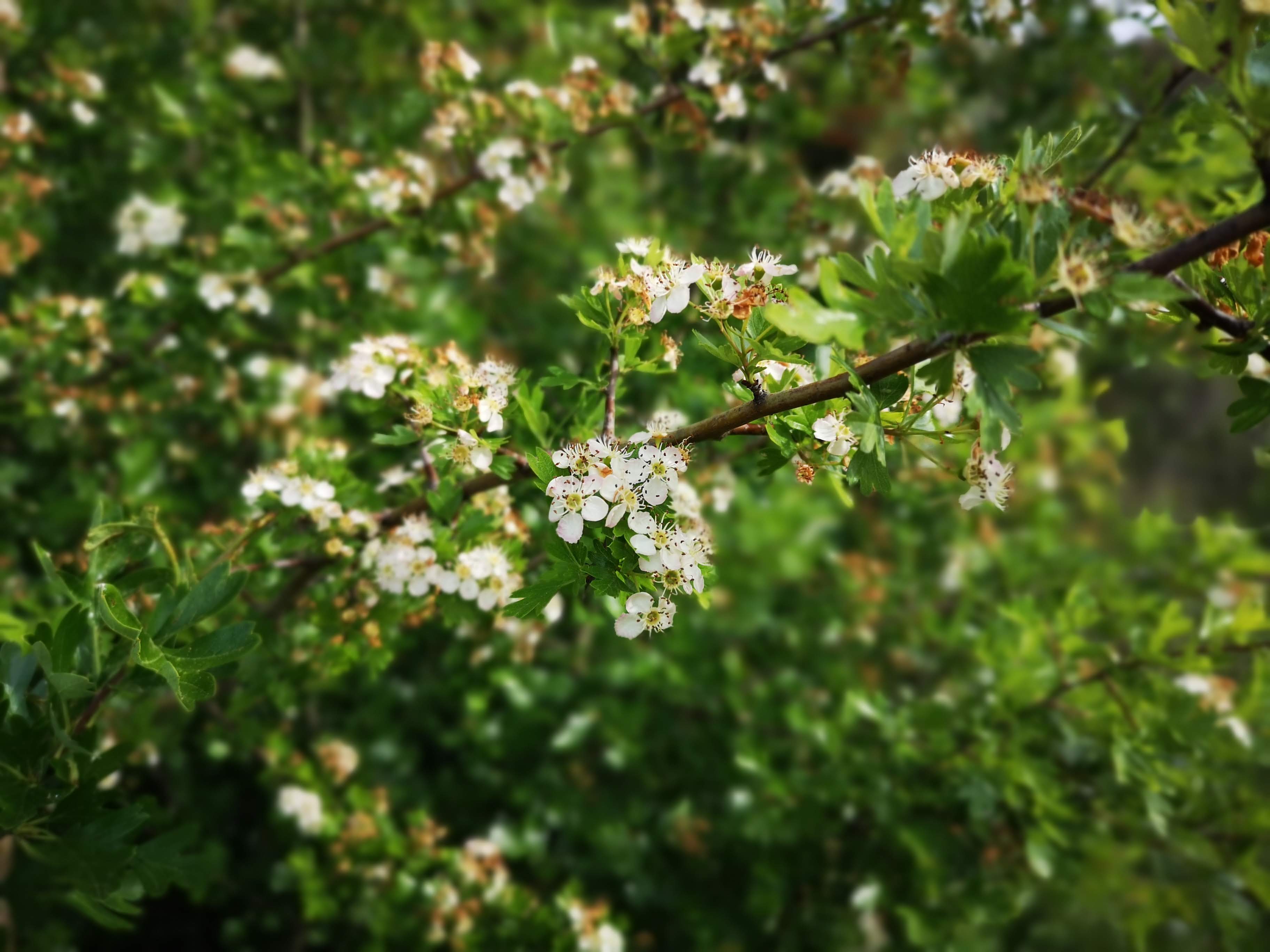 Annexe IMG_20200412_164644.jpg