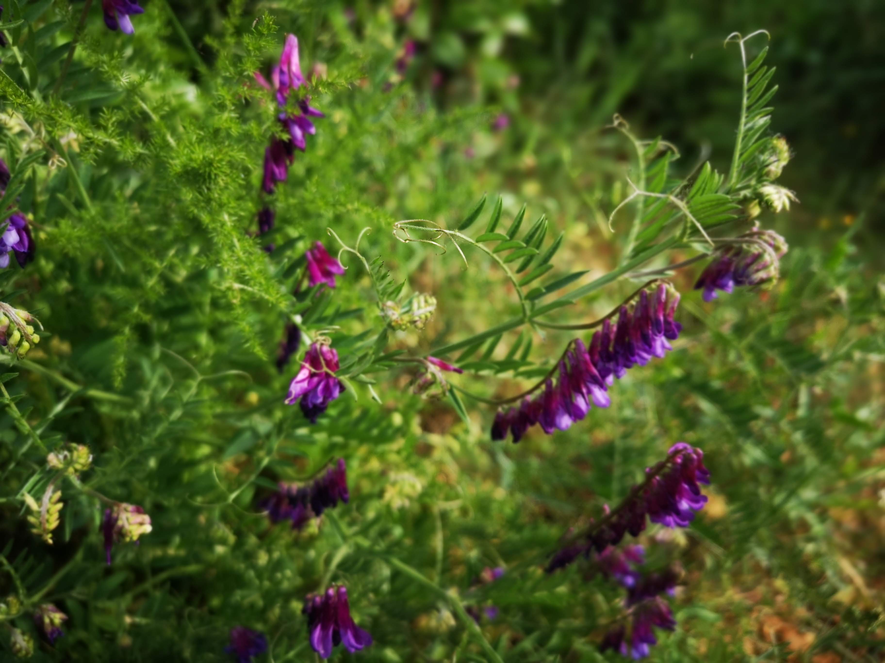 Annexe IMG_20200412_164801.jpg