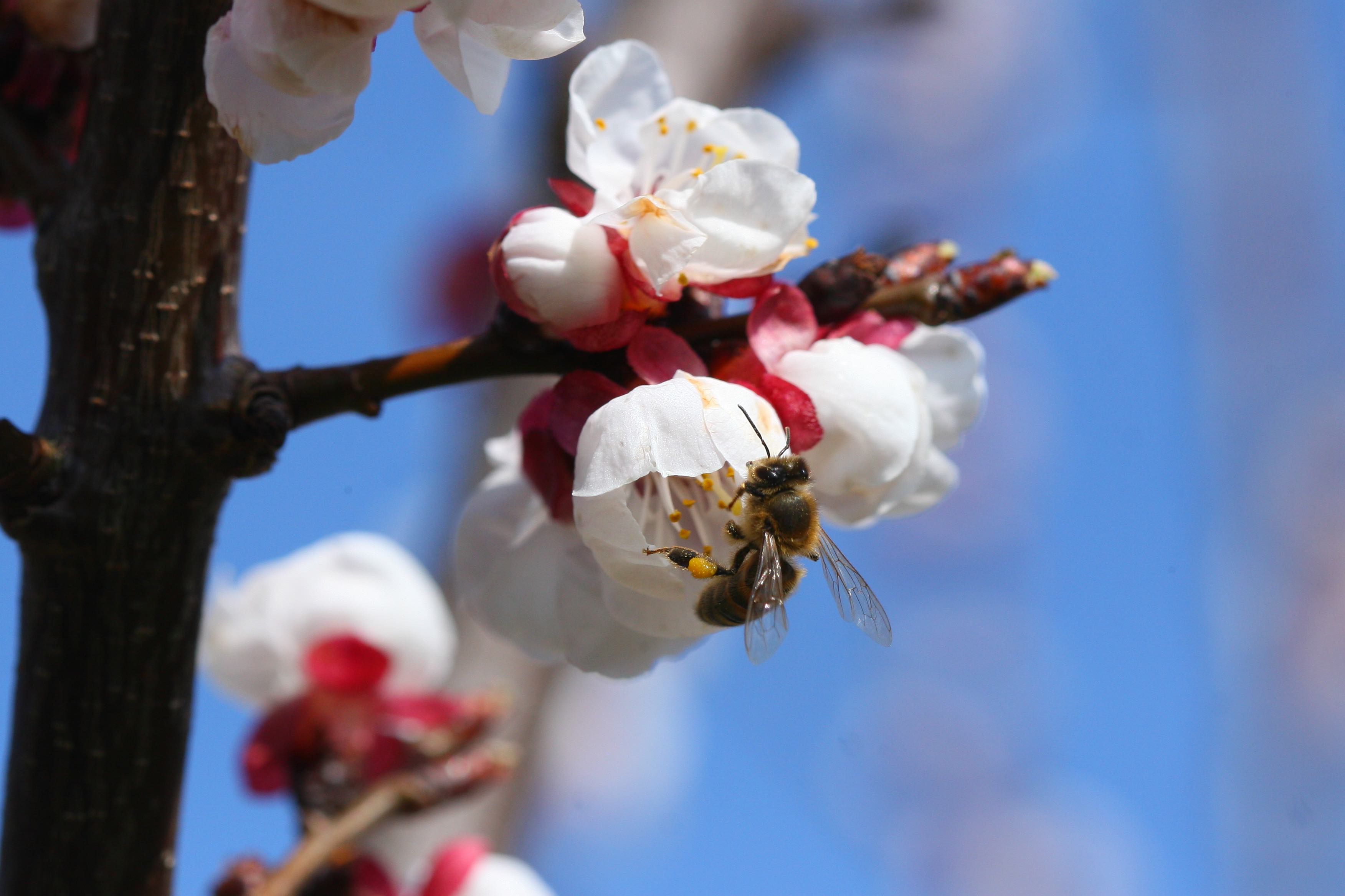 Annexe Abeille et pollen.jpg