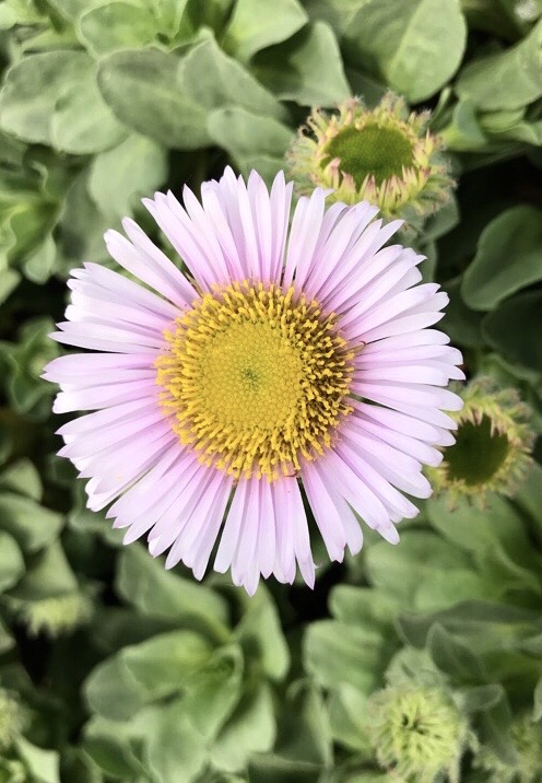 Annexe Vergerette.JPG