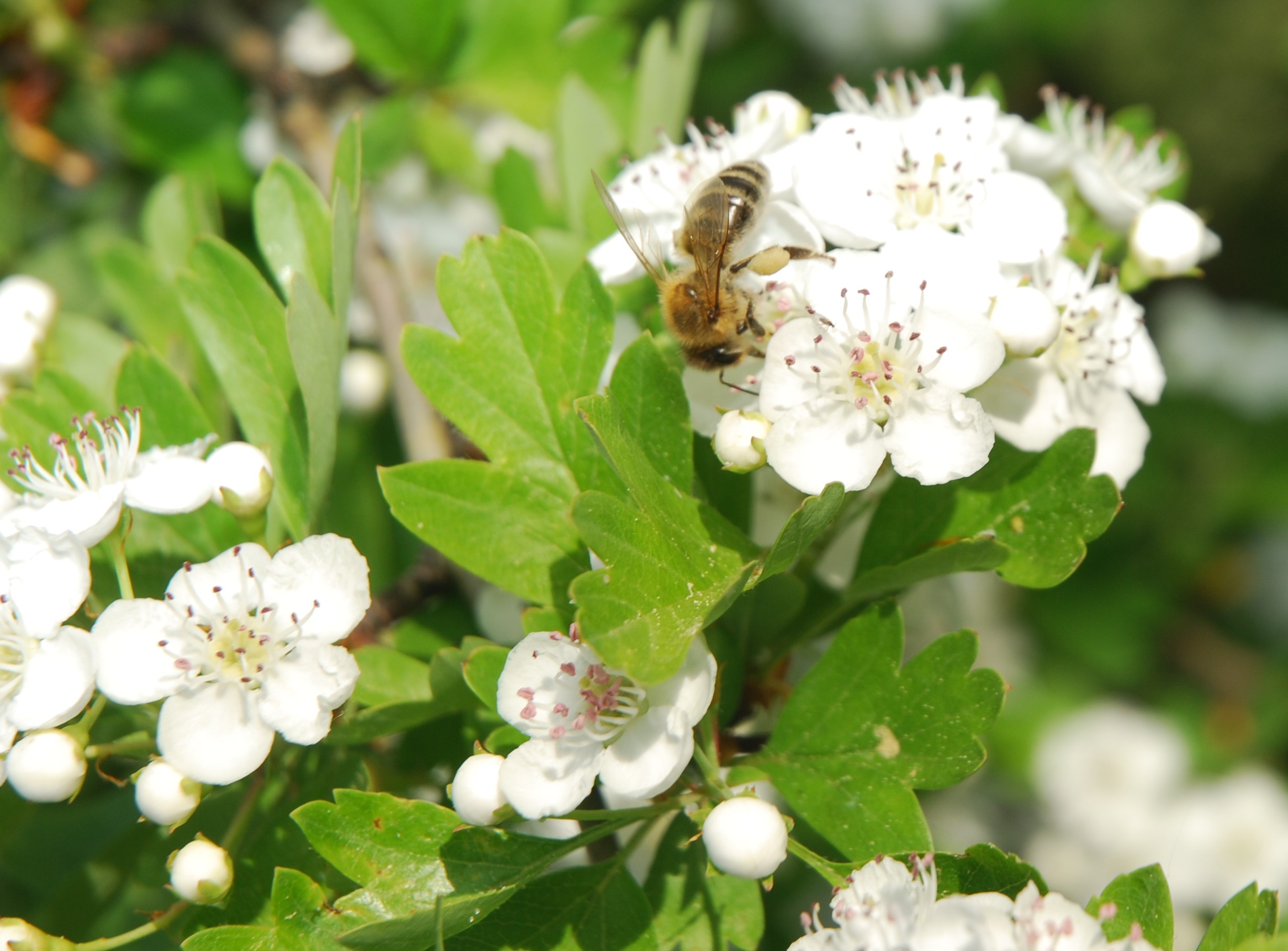 Annexe DSC_3808 (2).JPG